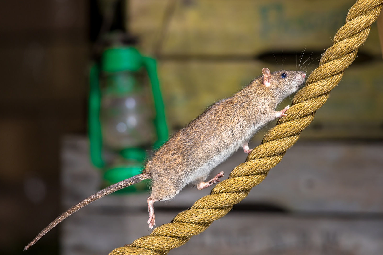 Se débarrasser des rats dans les bâtiments agricoles